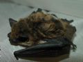 Pipistrellus pipistrellus vel pygmaeus